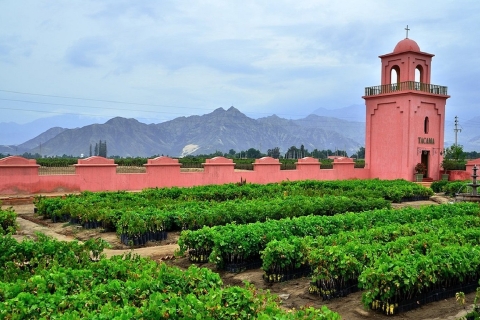 Pisco Wineries and Vineyards Day Tour