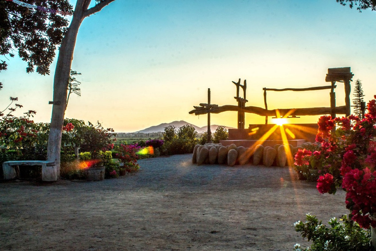 Excursion d'une journée dans les caves et vignobles de Pisco