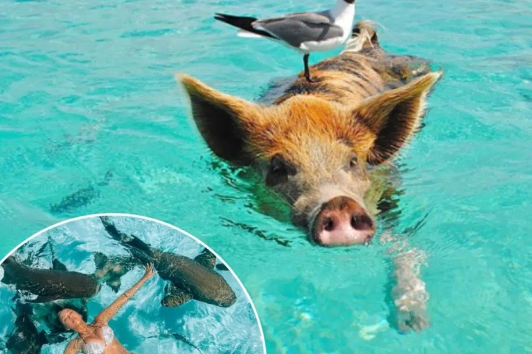 Offre Air+Tour au départ de Nassau : Excursion à couper le souffle à la nage avec des cochonsForfait vol+tour au départ de Nassau : Excursion aux cochons nageurs d'Exuma