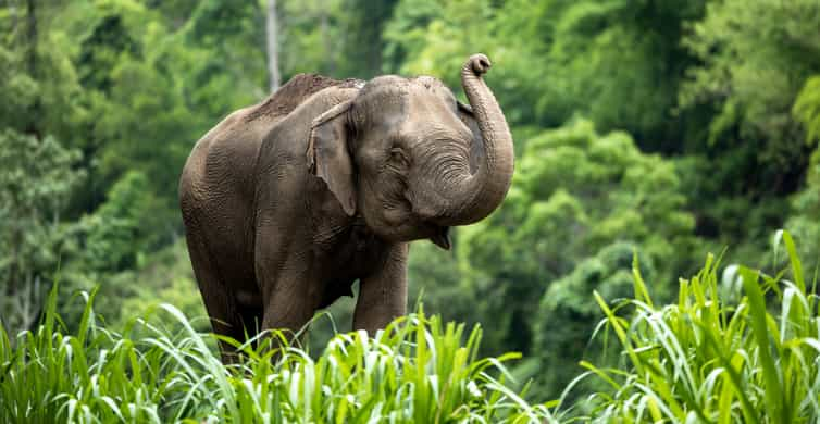 Khao Lak Elephant Sanctuary, Khao Lak - Book Tickets & Tours | GetYourGuide