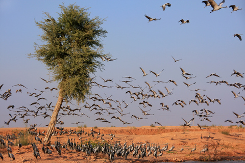 Drop Jaisalmer with Visit Osian and Khichan from Jodhpur