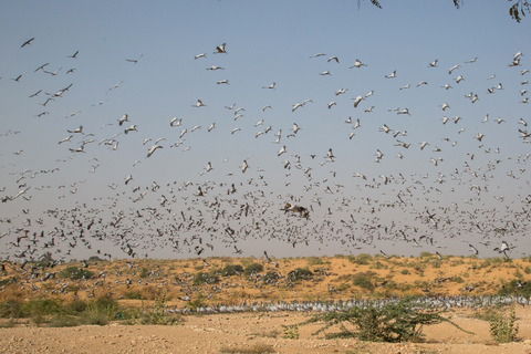 Zrzuć Jaisalmer z wizytą Osianem i Khichanem z Jodhpur