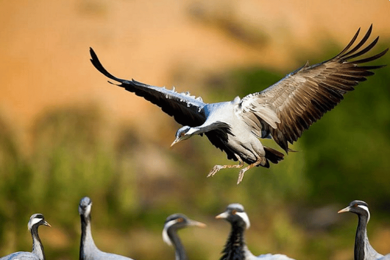 Zrzuć Jaisalmer z wizytą Osianem i Khichanem z Jodhpur