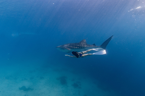 Whale Watching and Canyoneering Kawasan: Korean GuideWhale Watching and Canyoneering Kawasan