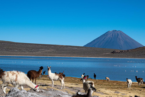 Arequipa: Salinas Lagoon and City Tour with 4x4 Ride