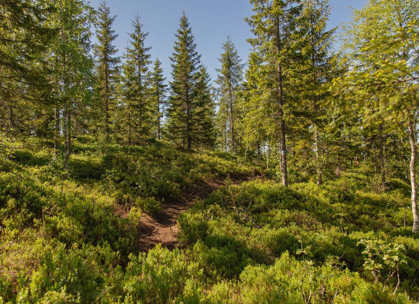 Oslo: Vettakollen-vandring med udsigt over Oslofjorden