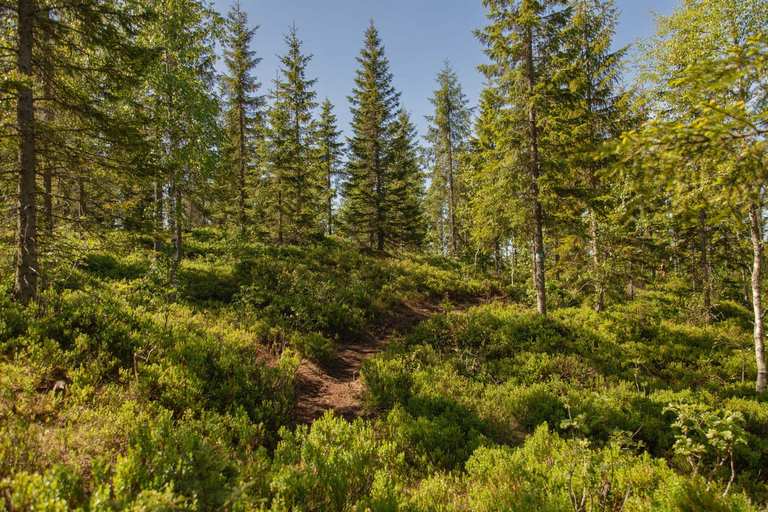 Oslo: wycieczka piesza po Frognerseteren i Vettakollen