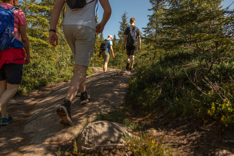 Wildlife Forest Hike