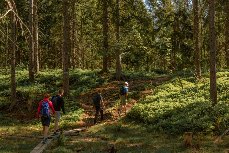 Randonnée dans la forêt sauvage