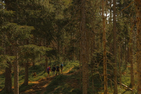 Randonnée dans la forêt sauvage