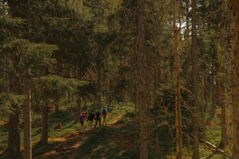 Wildnis-Wald-Wanderung