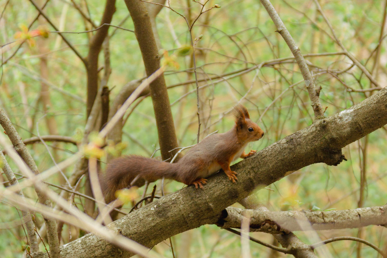 Boswandeling in het wild