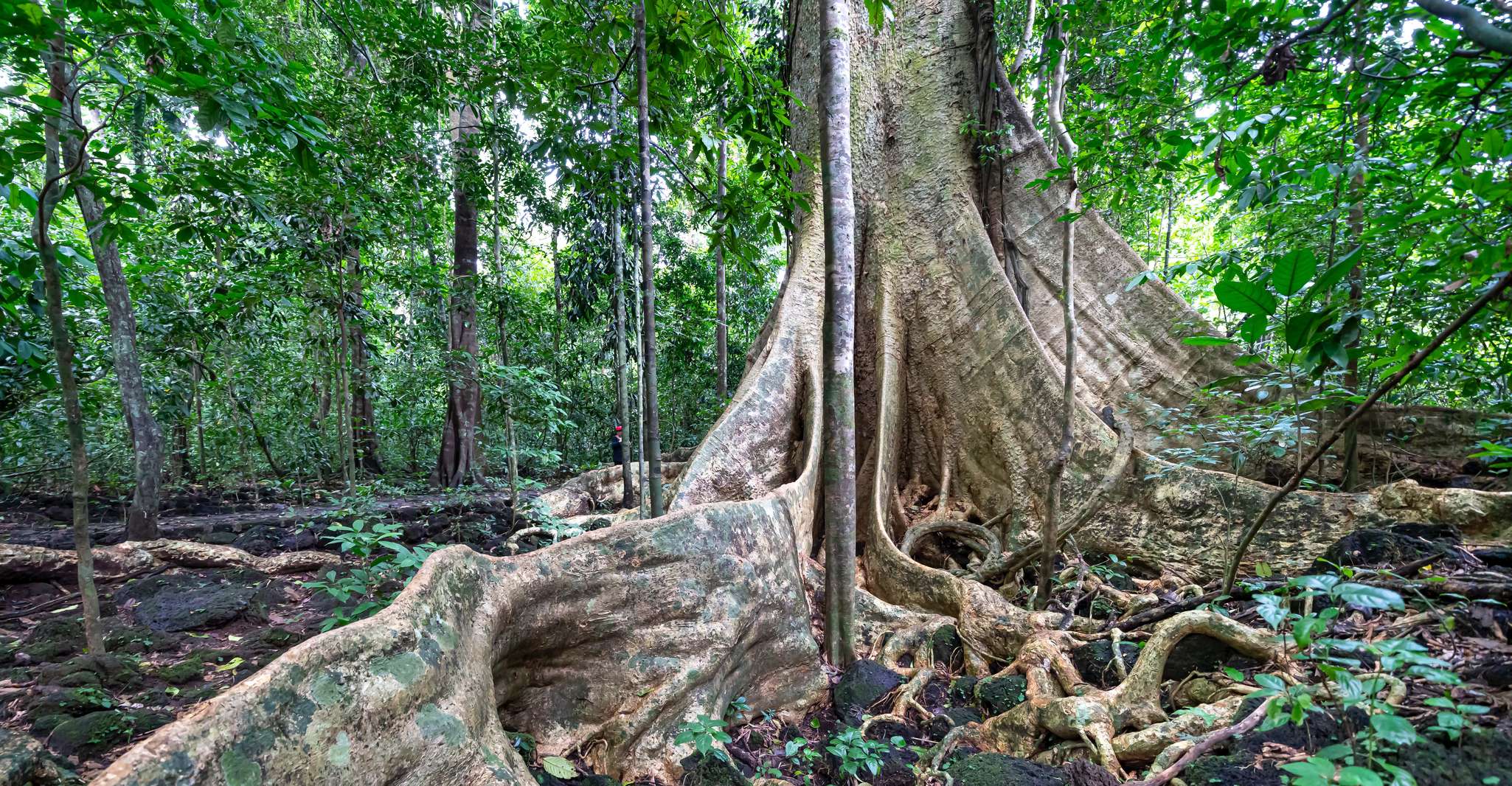 Nyungwe Forest National Park, Canopy Walk Adventure Tour - Housity