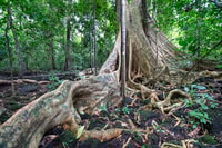 Nyungwe Forest National Park, Canopy Walk Adventure Tour - Housity