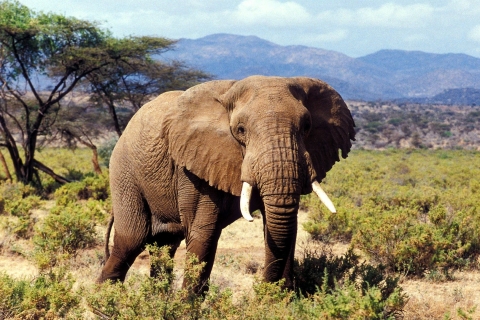4-dniowe safari do rezerwatu Ol pejeta i rezerwatu Samburu