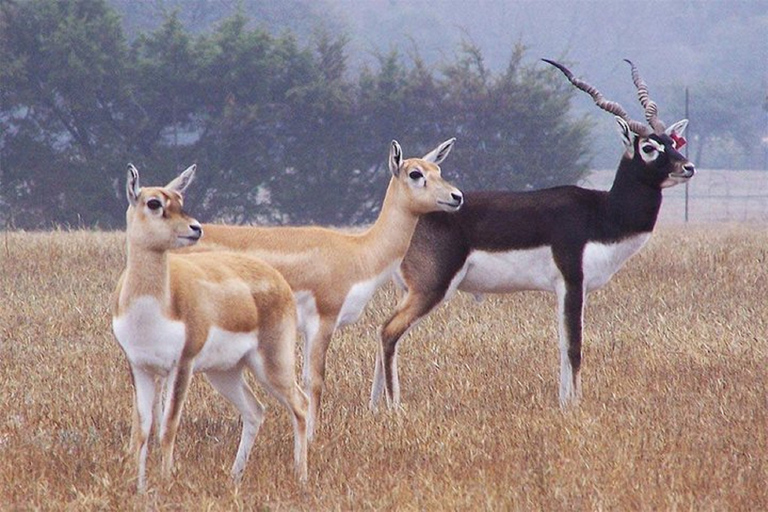 Safari dans un village bishnoï du Rajasthan avec nourriture authentique