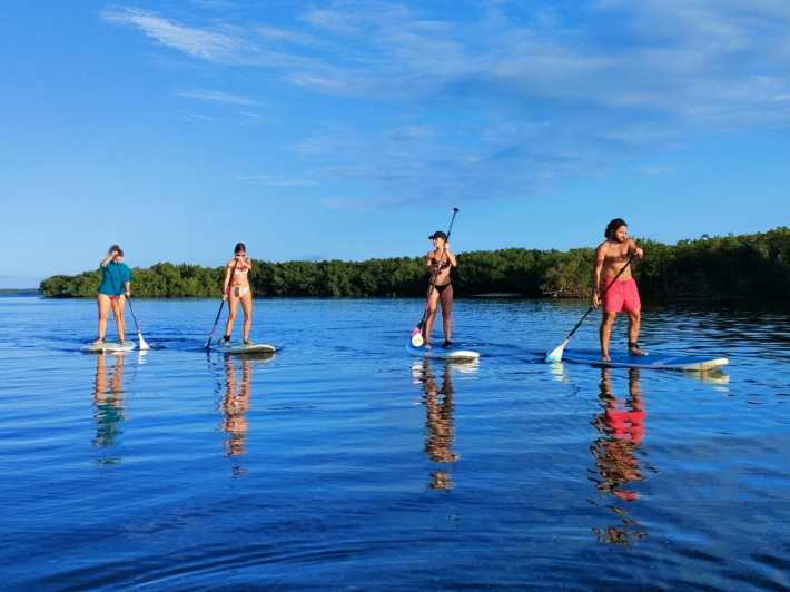 Guadeloupe: Stand Up Paddling in den Mangroven