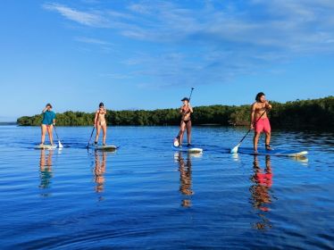 Guadeloupe : séance de paddle à la découverte des mangroves