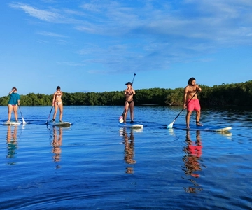Guadalupa: Esperienza di Stand Up Paddleboard alle mangrovie