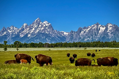 Jackson: Jackson Hole Side-By-Side Off-Roading Rentals Full Day Side By Side Rental (2-Seater)
