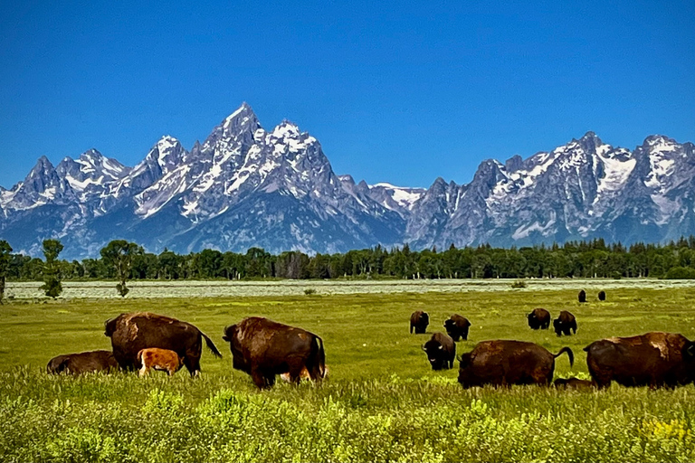 Jackson: Jackson Hole Side-By-Side Off-Roading Rentals Full Day Side By Side Rental (2-Seater)