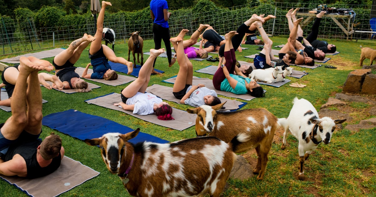 Sunset Maui Goat Yoga with Live Music GetYourGuide