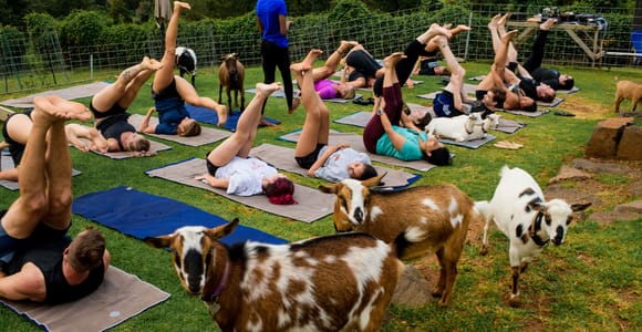 Sunset Maui Goat Yoga with Live Music