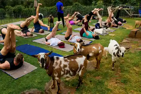 Sunset Maui Goat Yoga with Live Music