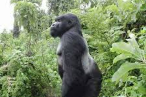 Prywatna wycieczka Gorilla Trekking Uganda Game Driving 4-dniowa wycieczka