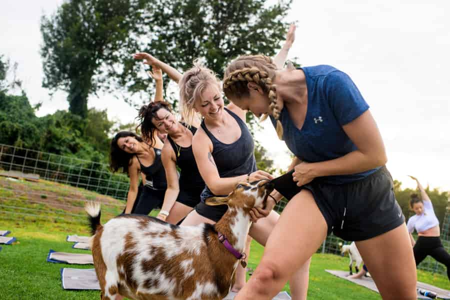 Maui Goat Yoga mit Zwergziegen. Foto: GetYourGuide Maui Goat Yoga mit Zwergziegen. Foto: GetYourGuide