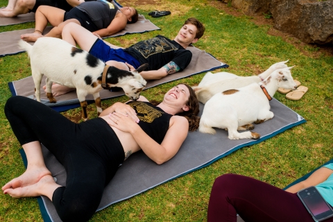 Maui Goat Yoga mit Zwergziegen