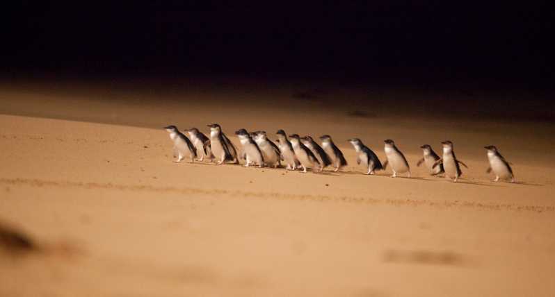 From Melbourne: Penguin Parade Afternoon Tour