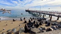 Valparaíso，全天私人游览，巡回赛 - Housity