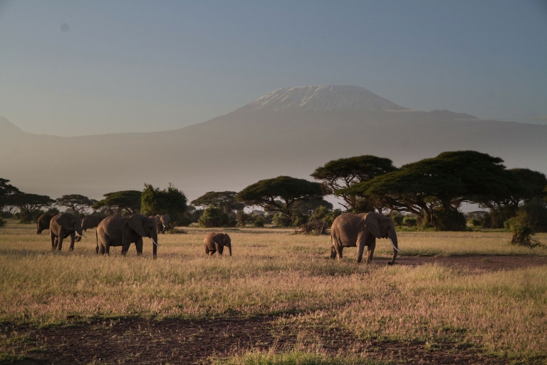 5 Tage Amboseli, Tsavo Ost und Tsavo West