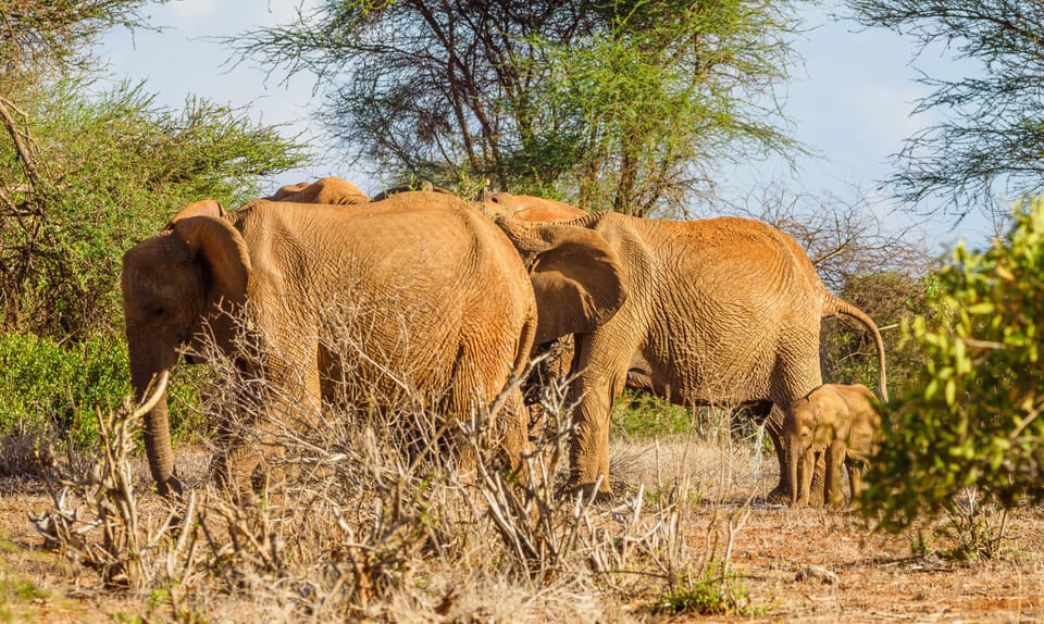 Tage Amboseli Tsavo Ost Und Tsavo West Getyourguide