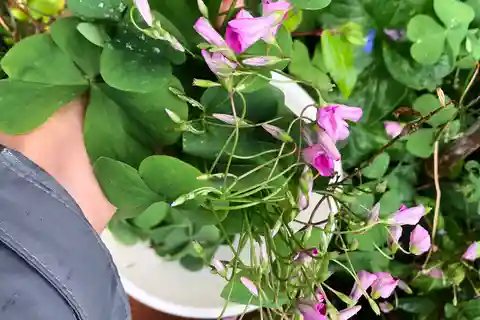 Nemi-See: Besuch der Sensory Farm Herbs of the Moon