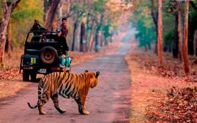 From Jaipur: Same Day Ranthambore excursion