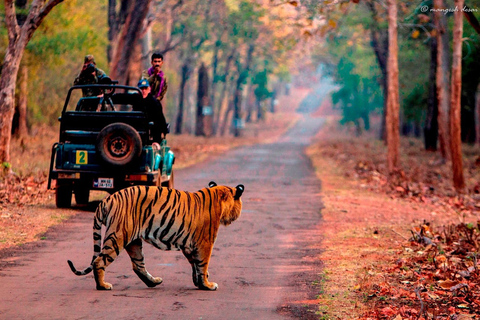 Vanuit Jaipur: Ranthambore-excursie op dezelfde dag