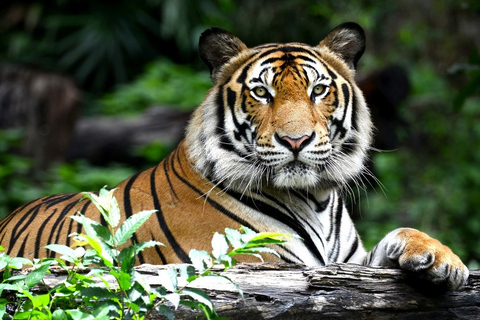 Au départ de Jaipur : Excursion à Ranthambore le même jour