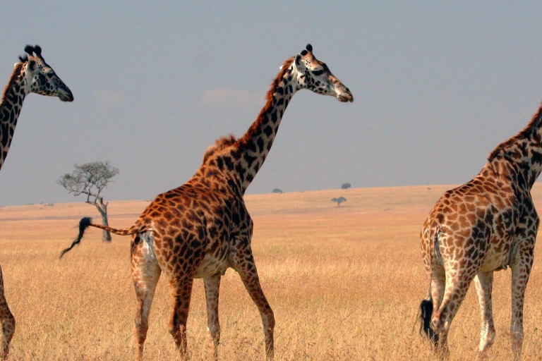 8 jours de safari privé avec hébergement au Kenya et en Tanzanie