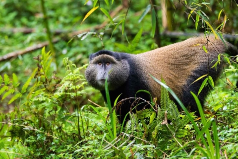 Desde Kigali : Excursión cultural y del Mono Dorado de un día