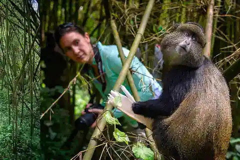 Desde Kigali Mono de Oro y Excursión Cultural con Liunch