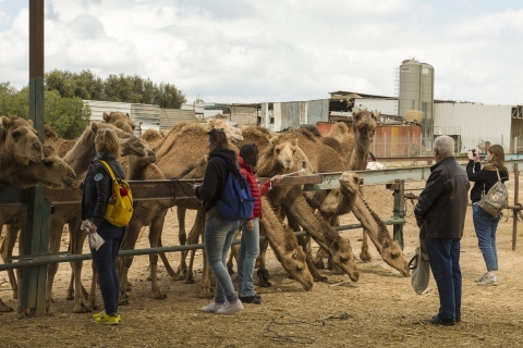 Besuche das Kamelzentrum und den Rattentempel von Jodhpur aus mit Abstecher nach Bikaner