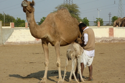 Besuche das Kamelzentrum und den Rattentempel von Jodhpur aus mit Abstecher nach Bikaner