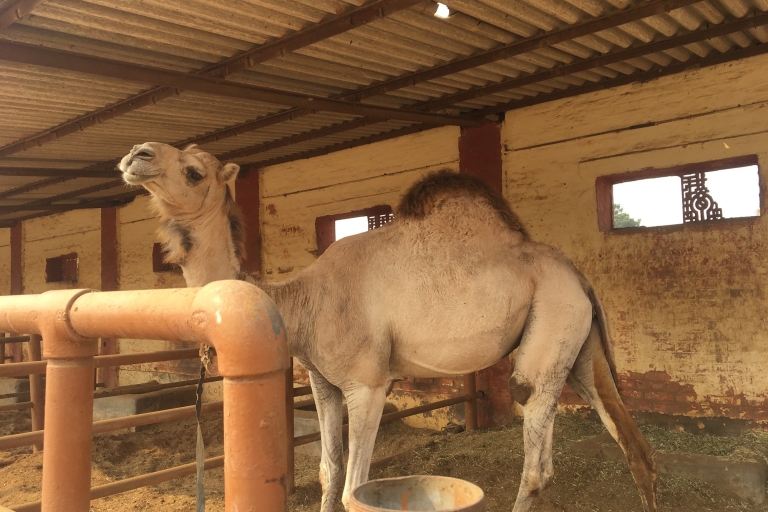 Visita el Centro de los Camellos y el Templo de la Rata desde Jodhpur con bajada en Bikaner