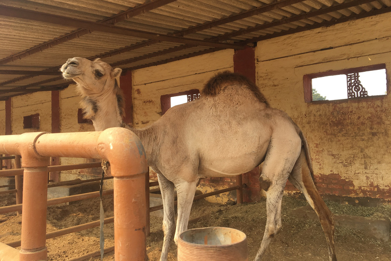 Visita el Centro de los Camellos y el Templo de la Rata desde Jodhpur con bajada en Bikaner