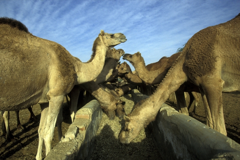 See Camel Centre, Rat Temple from Jodhpur With Bikaner Drop
