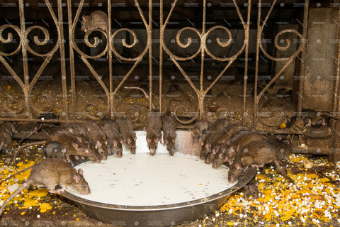 Voir le centre des chameaux et le temple des rats depuis Jodhpur avec escale à Bikaner