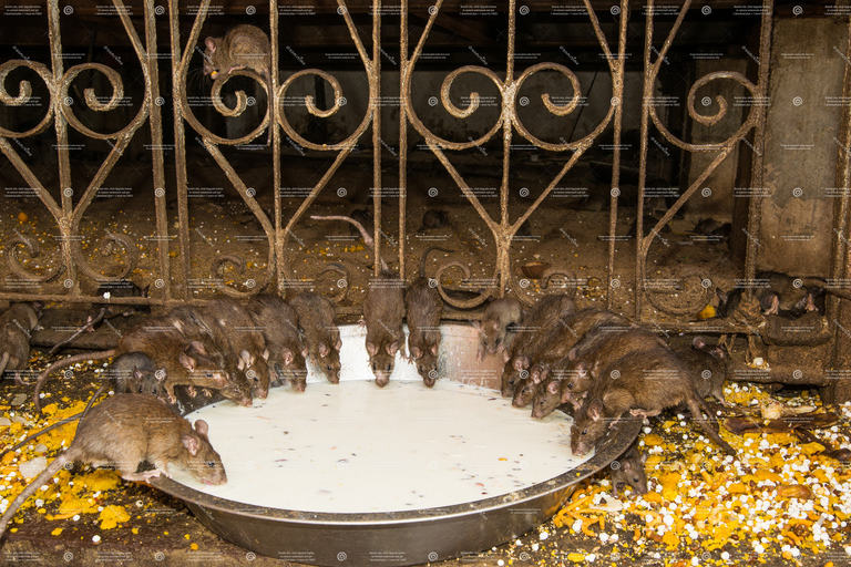 Voir le centre des chameaux et le temple des rats depuis Jodhpur avec escale à Bikaner