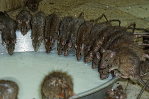 Voir le centre des chameaux et le temple des rats depuis Jodhpur avec escale à Bikaner